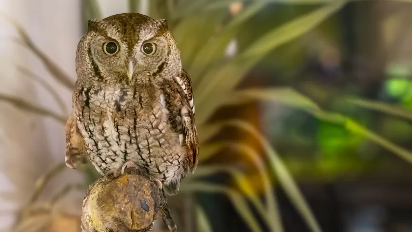 Screech Owl