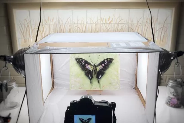 image of a camera aimed at a light box with a butterfly in it
