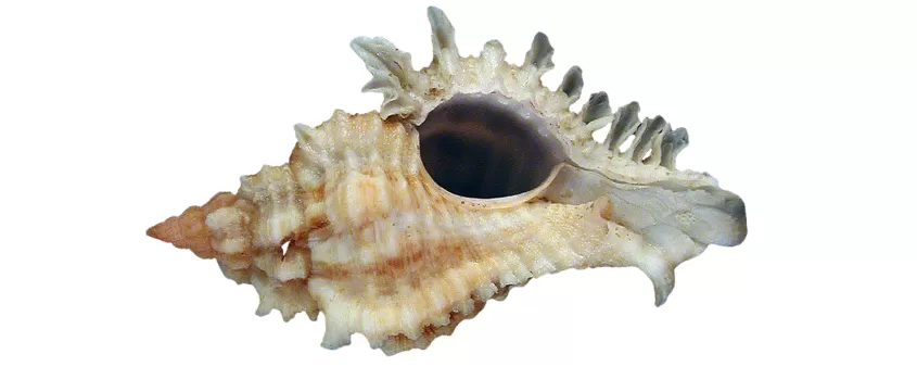 Lace Murex